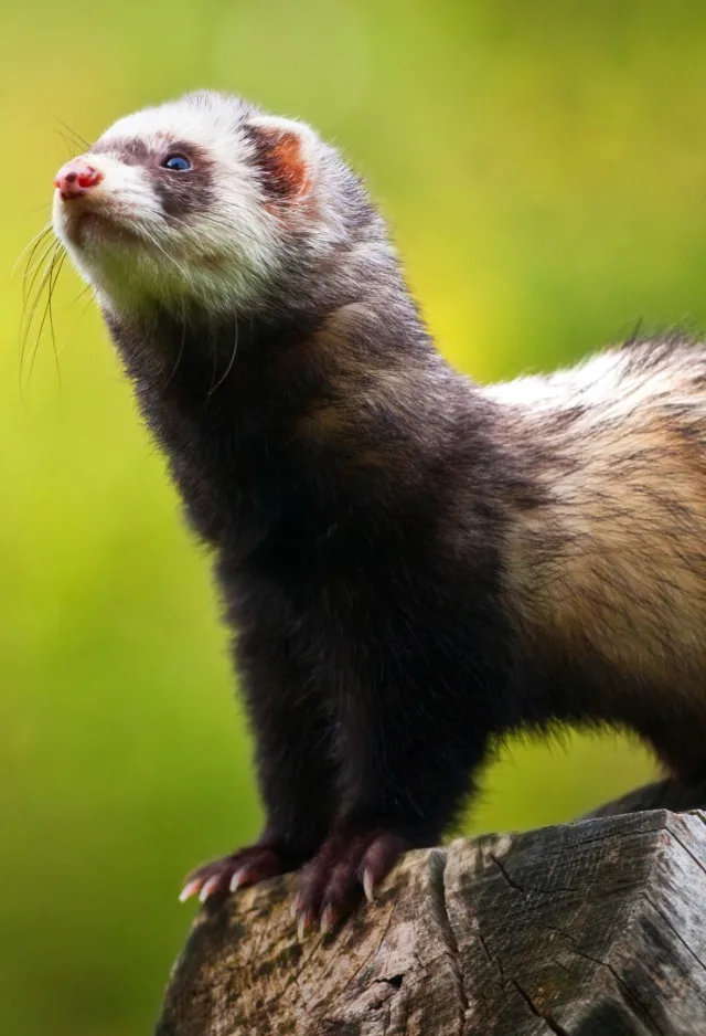 Ferret Standing on Wood